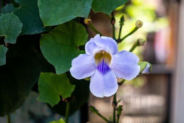 Piękne niebieskie kwiaty orchidei z bliska