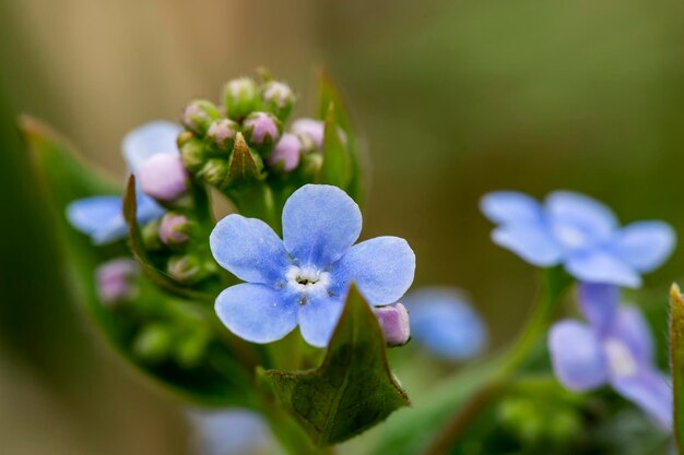 Piękne niebieskie pachnące kwiaty Brunnera macrophylla lub nezabudnik na rozmytym tle