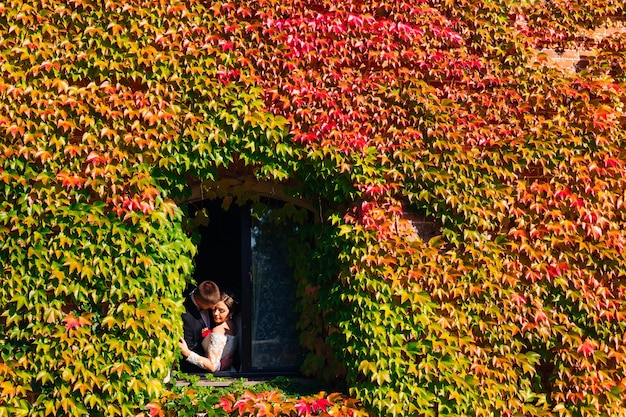 Piękne okno w murze porośniętym gęstym zielonym bluszczem i nowożeńcy chcą się całować