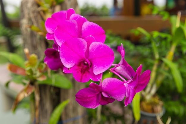 piękne orchidee kwitną w ogrodzie z bliska