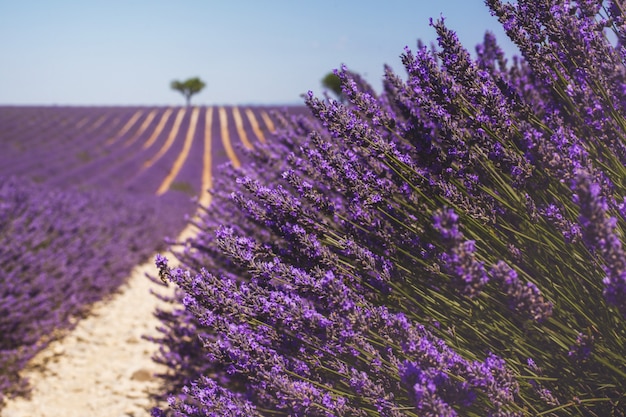 Piękne Pachnące Pole Lawendy W Jasnym świetle Valensole, Prowansja, Francja