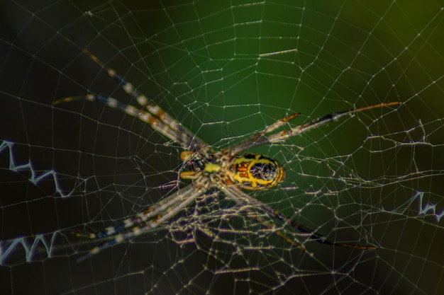 Piękne pająki i sieci