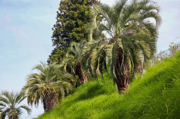 Piękne Palmy Daktylowe W Ogrodzie Botanicznym Batumi, Gruzja