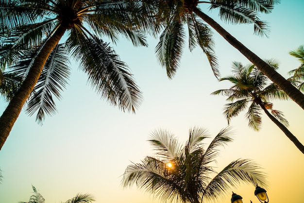 piękne palmy kokosowe z zachodem słońca