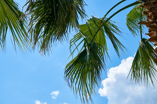 Piękne palmy na tropikalnej wyspie