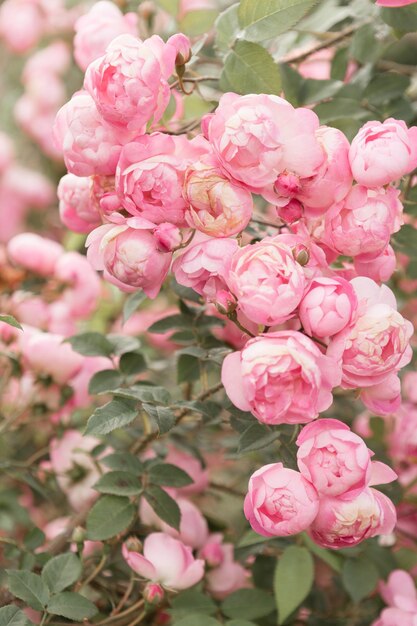 Piękne pionowe tło z delikatnymi różowymi kwiatami w pastelowych kolorach