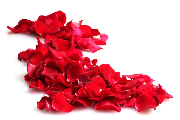 Piękne płatki czerwonych róż na białym tle