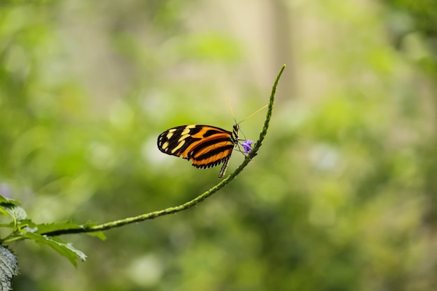 Piękne Płytkie Ujęcie Ostrości Motyla Isabella Longwing Na Cienkiej Gałęzi Z Pojedynczym Fioletowym Przepływem