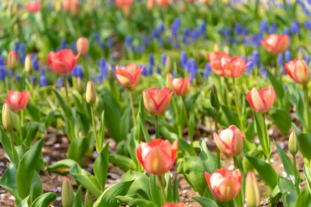 Piękne pola tulipanów wielokolorowe w ogrodzie