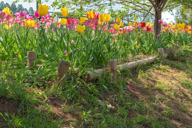 Piękne pola tulipanów wielokolorowe w ogrodzie