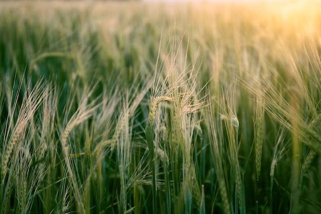 Piękne pole pszenicy latem o zachodzie słońca. Natura