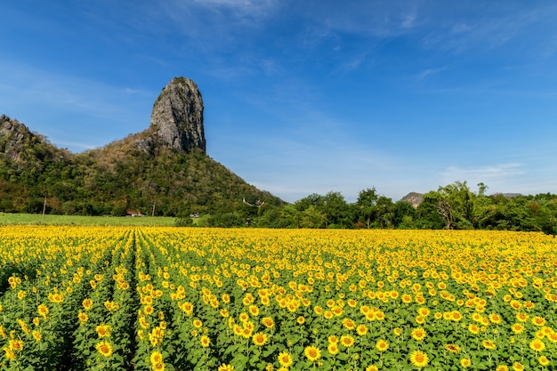 Piękne pole słoneczników na lato z błękitnym niebem w prowincji Lop buri, Tajlandia