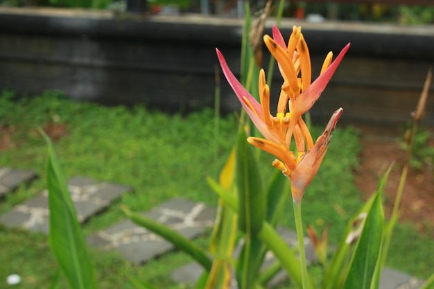 Piękne Pomarańczowe Kwiaty Heliconia Psittacorum