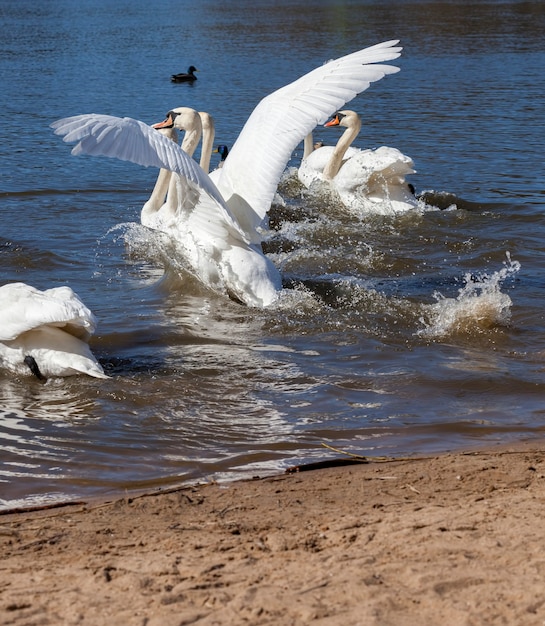 Piękne Ptactwo Wodne Grupa Ptaków łabędzie Na Jeziorze Lub Rzece