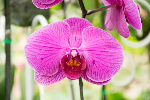 Piękne purpurowe orchidee kwitną w ogródzie