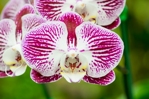 Piękne purpurowe orchidee kwitną w ogródzie