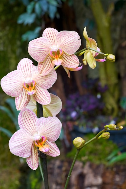 Piękne, purpurowo-żółte, plamiste kwiaty orchidei