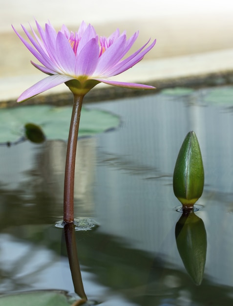 Piękne Purpury Waterlily Lub Lotosowy Kwiat W Stawie