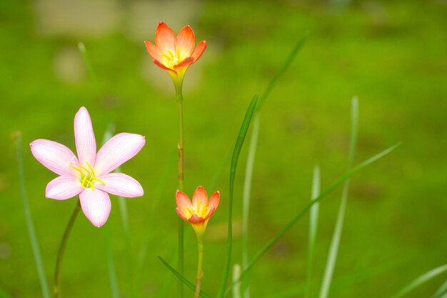 Piękne Rain Lily (zephyranthes) Kwitnące W Ogrodzie.