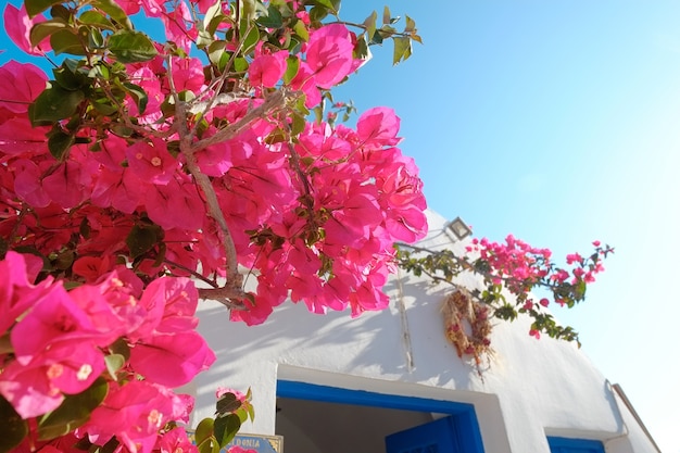 Piękne Rośliny Bugenwilli Z Białym Domem Przeciw Błękitne Niebo Na Wyspie Santorini