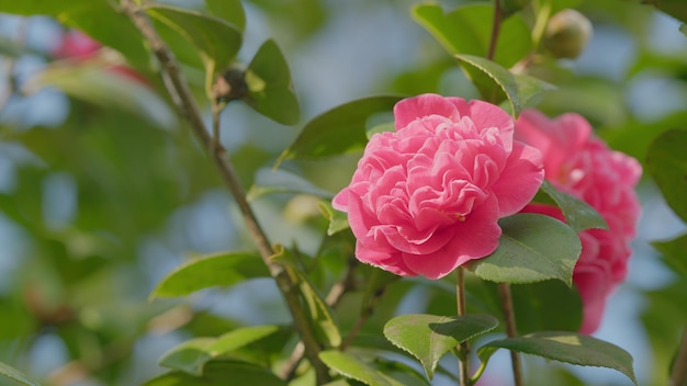 Piękne rośliny w ogrodzie piękne żywe różowe japońskie kwiaty kamelii lub kamelia japonica