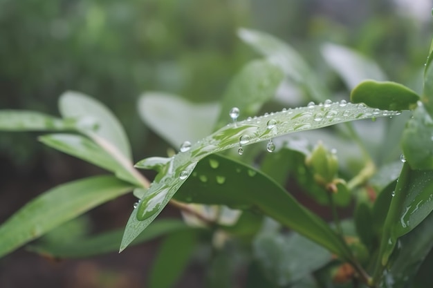Piękne rośliny z kroplami rosy w przyrodzie w deszczowy poranek w ogrodzie selektywnej ostrości Obraz w odcieniach zieleni Wiosna lato naturalne tło