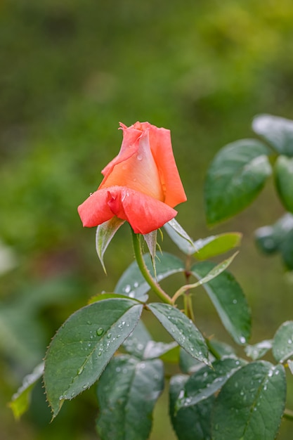 Piękne róże po deszczu