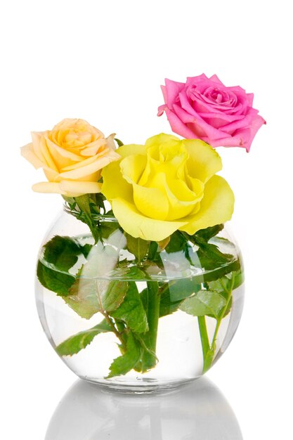 Piękne róże w szklanym wazonie na białym tle