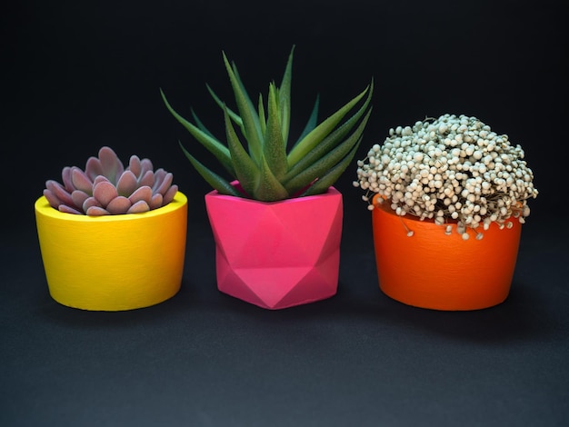 Zdjęcie piękne różne geometryczne donice betonowe z kwiatem kaktusa i soczystą rośliną kolorowe malowane betonowe doniczki do dekoracji wnętrz!