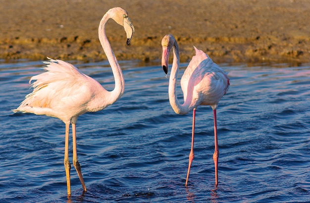 Piękne różowe flamingi spacerujące po lagunie i szukające jedzenia?