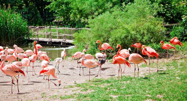 Piękne różowe flamingi w naturalnym zoo
