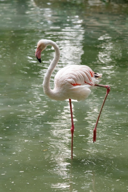 Piękne różowe flamingi z dziobem i luźnymi skrzydłami