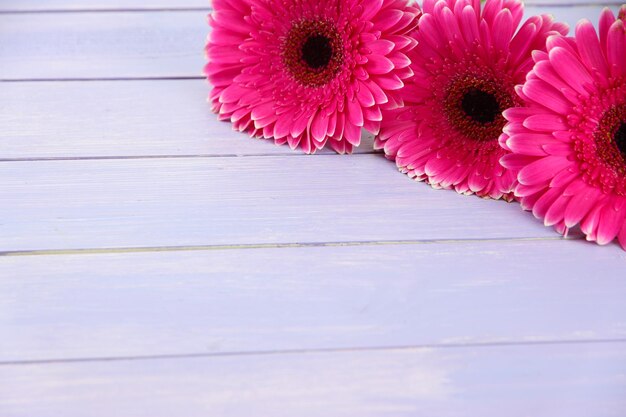 Piękne różowe gerbery kwitną na fioletowym drewnianym stole
