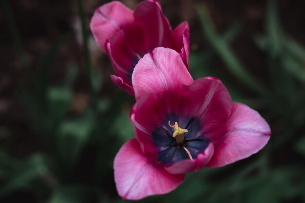 Piękne różowe i fioletowe tulipany Kwiaty dorastają