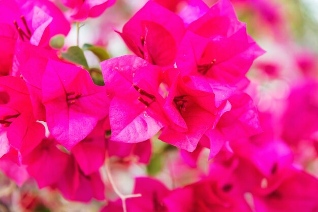 Piękne różowe kwiaty bugenwilli kwitnące w tropikalnym ogrodzie Mogą być używane jako tło kwiatowe