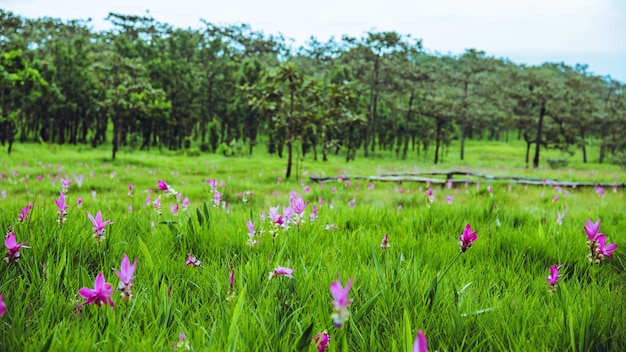 Piękne różowe kwiaty Curcuma sessilis kwitną w lesie deszczowym w prowincji Chaiyaphum w Parku Narodowym Pa Hin Ngam w Tajlandii