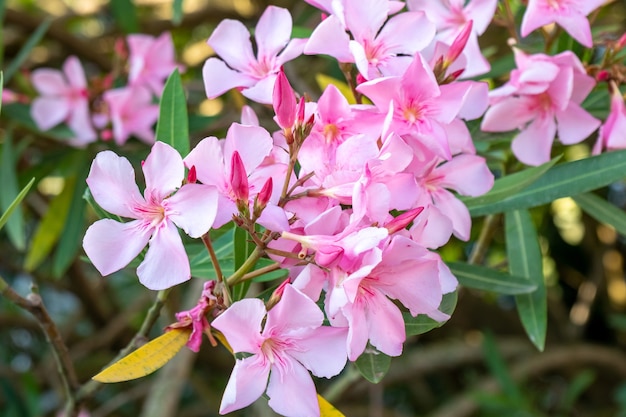 Piękne różowe kwiaty oleander nerium w jasny letni dzień. Natura