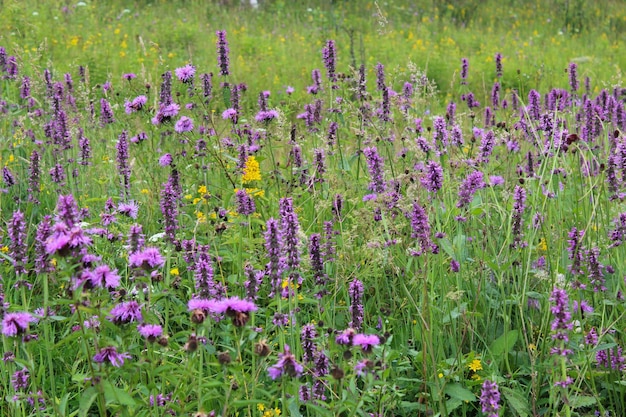 Piękne różowe kwiaty Stachys officinalis na polu