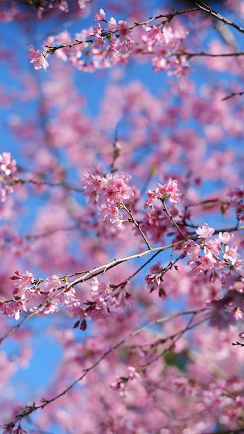 Piękne różowe kwiaty wiśni Sakura z orzeźwiającym rankiem na tle błękitnego nieba w Japonii