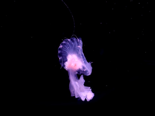 Piękne różowe meduzy naturalne tło fotografii morskiej morze natura