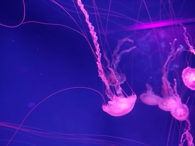 Piękne różowe meduzy naturalne tło fotografii morskiej morze natura
