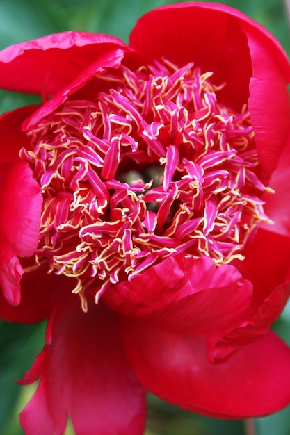 Zdjęcie piękne różowe piwonie