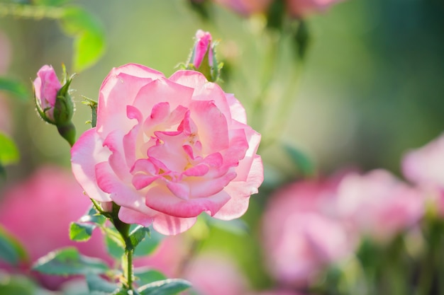 Piękne różowe róże kwitną w ogrodzie