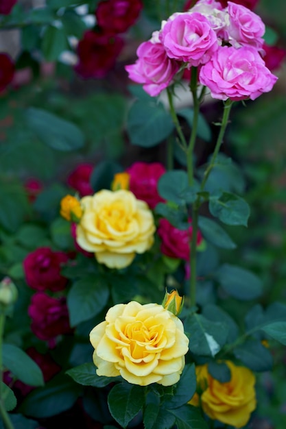 Piękne różowe róże pnące w ogrodzie letnim z białym tłem Nieostrość