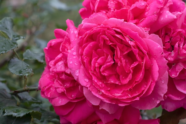 Piękne różowe róże w ogrodzie, róże na Walentynki.