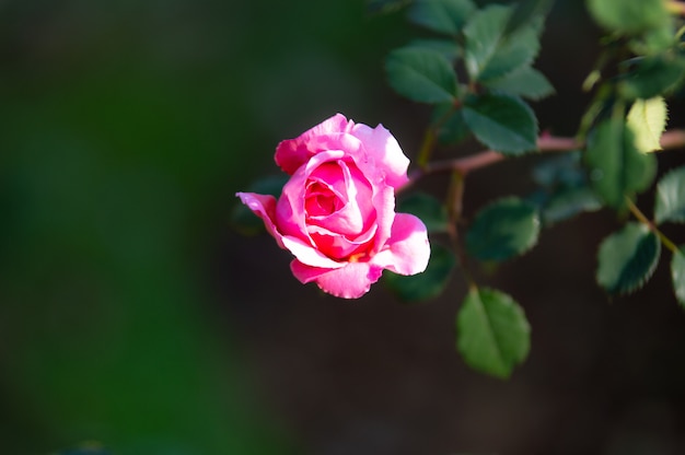 Piękne różowe róże w zieleni ogrodowej