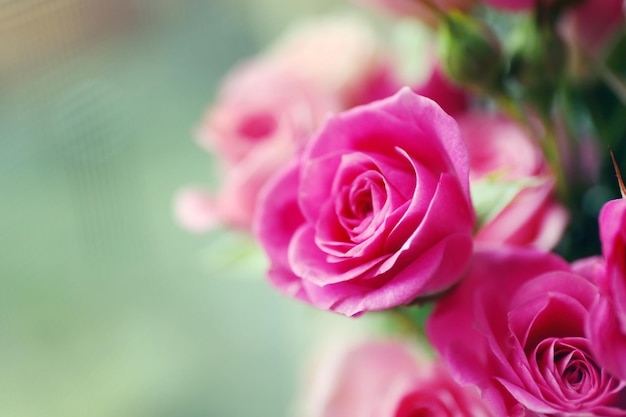Piękne różowe róże z bliska