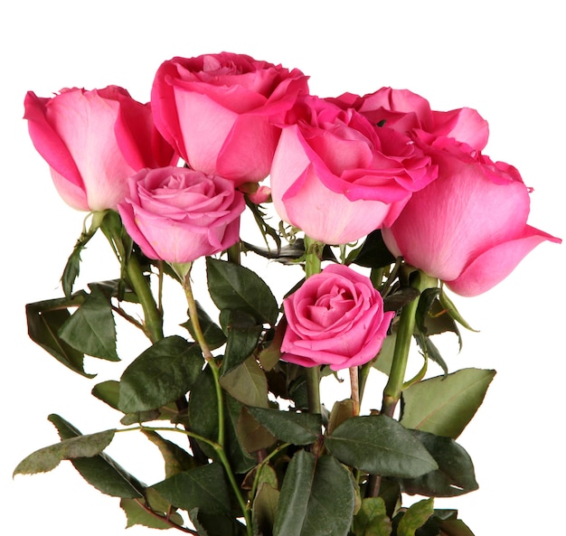 Piękne różowe róże zbliżenie na białym tle