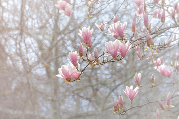 Piękne różowe zbliżenie Magnolia Soulangeana kwitnie w ogrodzie