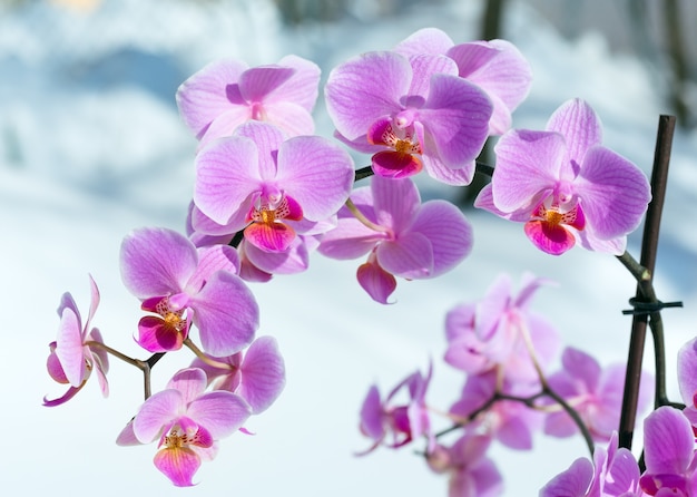 Piękne różowo-purpurowe kwiaty orchidei skupiają się na śniegu